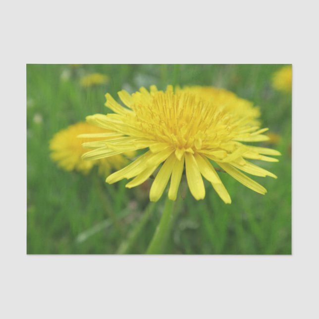 Papel De Seda amarelo, borboleta, planta, dandelion, prado, (Frente )
