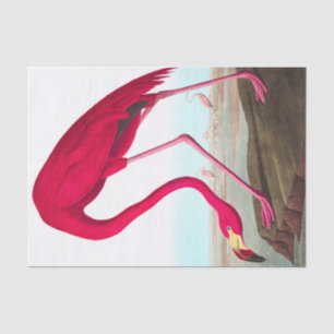 Papel De Seda American Flamingo, por John James Audubon