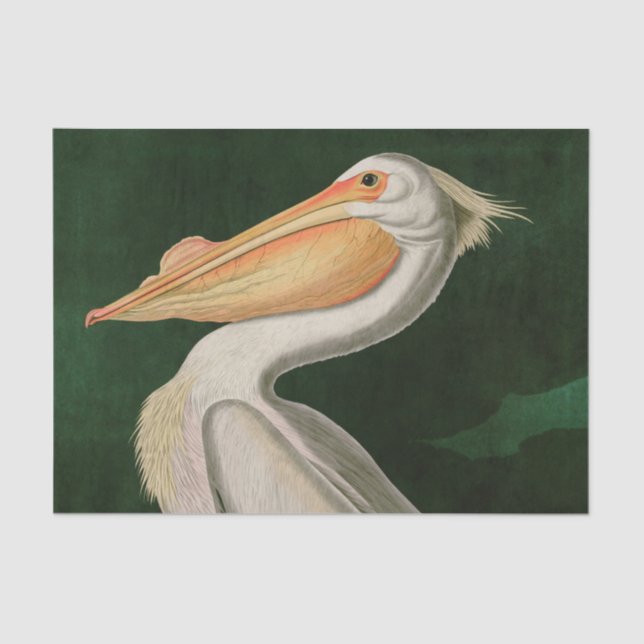 Papel De Seda American White Pelican Birds of America Audubon (Frente )