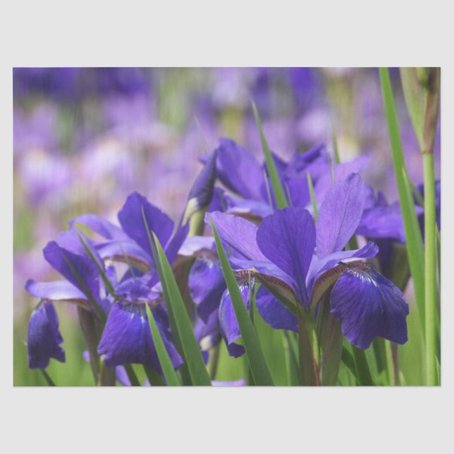 Papel De Seda Ametist Purple Irises (Frente )