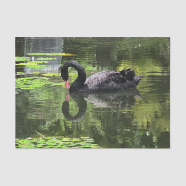 Papel De Seda Amor da cisne (Frente )