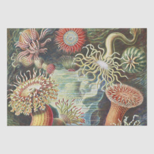 Papel De Seda Anêmonas-do-mar de Haeckel Colagem de arte náutica