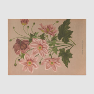 Papel De Seda Anemone Japonica Rosea Exquisite Vintage Botânica