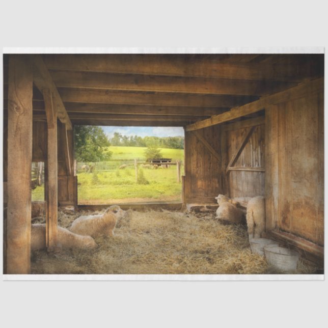 Papel De Seda Animais - Ovinos - Ovinos Contadores (Frente )