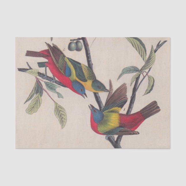 Papel De Seda Animais Selvagens de Aves Pintadas com Audubon (Frente )