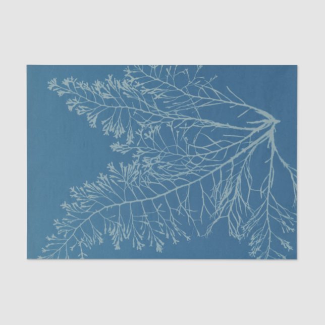 Papel De Seda Anna Atkins Botanical Study (Frente )