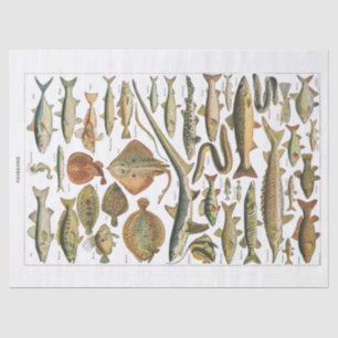 Papel De Seda Antiguidade do artesanato de gráfico de peixe