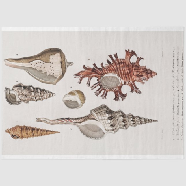 Papel De Seda aquarela litoral (Frente )