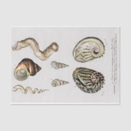 Papel De Seda aquarelas da costa