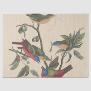 Papel De Seda Arte Colorida de Pintassilgo Pintado Audubon Vinta