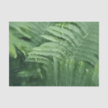 Arte de Folhas de Samambaia Botânica Verde