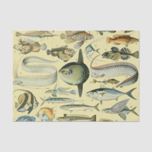 Papel De Seda Arte De Pesca Científica Dos Peixes Vintage