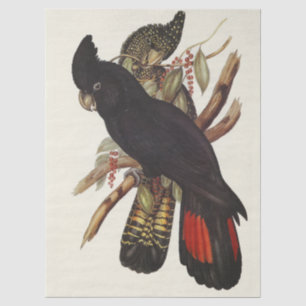 Papel De Seda Arte Vintage de Cacatua de Cauda Vermelha de John