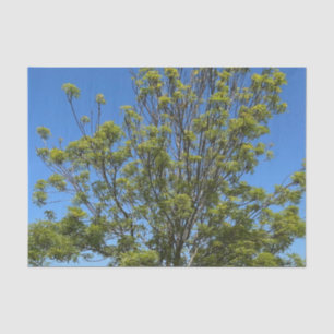 Papel De Seda Árvore Alta De Cinza Na Linda Foto Do Céu Azul