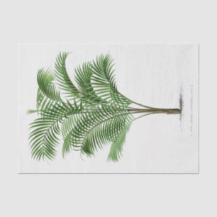 Papel De Seda Árvore de Palm Vintage Calamus Asperrimus