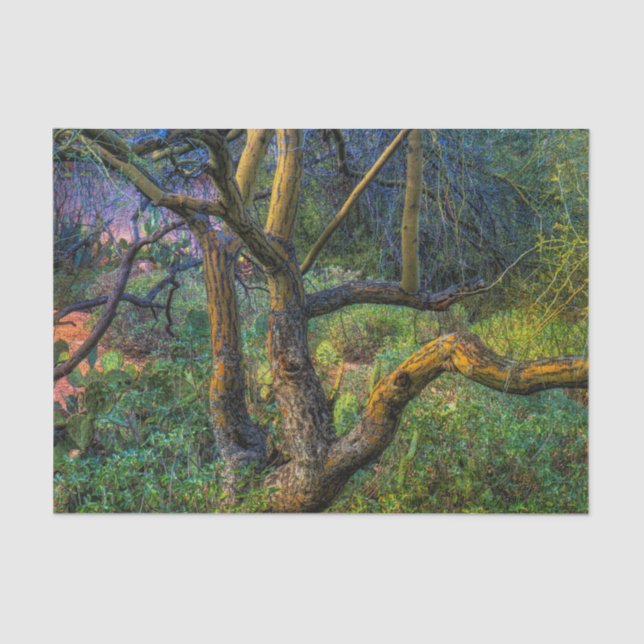 Papel De Seda Árvore de Palo Verde (Frente )