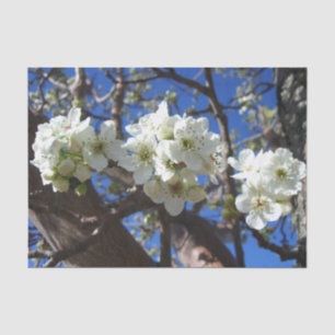 Papel De Seda Árvore de pera de Primavera de Flor em Clusters B