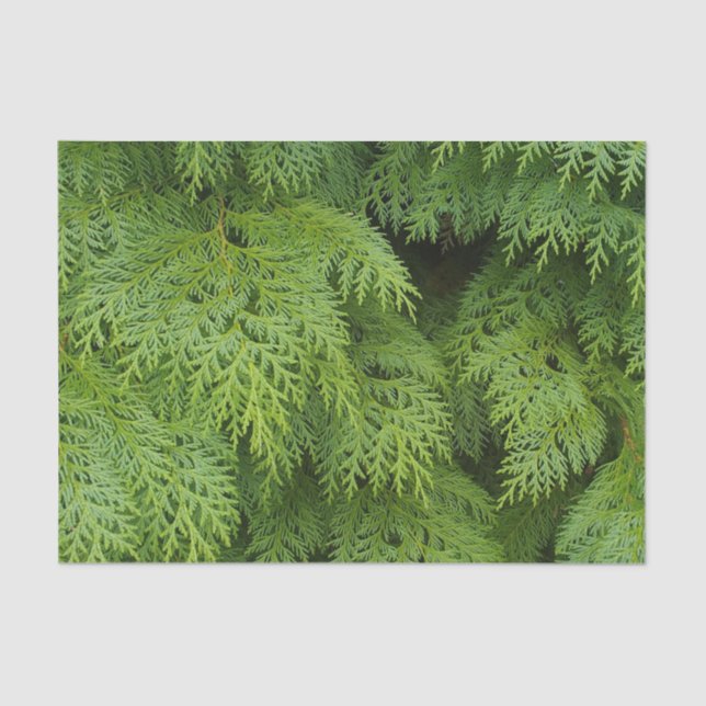 Papel De Seda Árvores ciprestes (Frente )