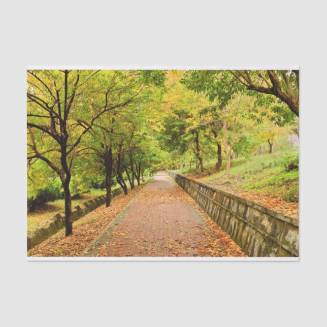 Papel De Seda Árvores do outono (Frente )