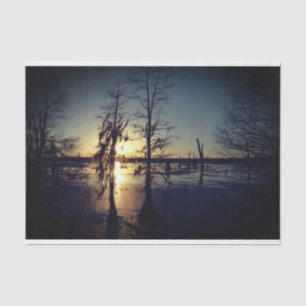 Papel De Seda Árvores & pântano do por do sol Cypress da