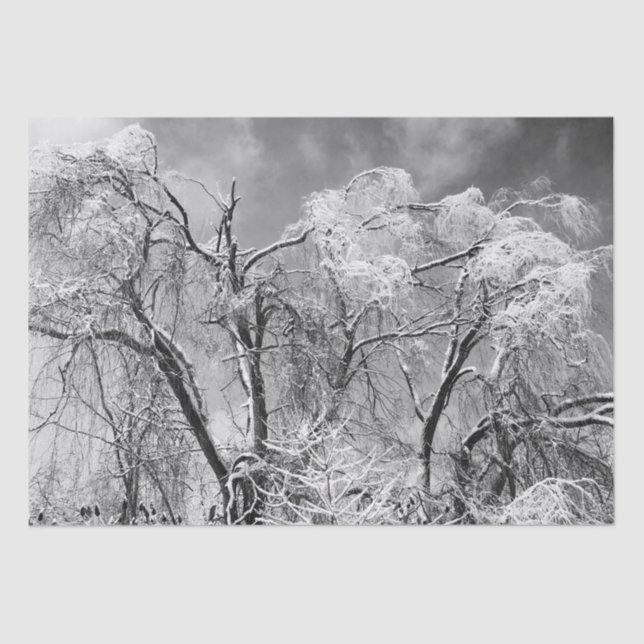 Papel De Seda árvores vestem inverno (Frente )