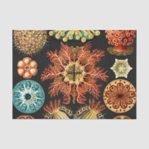 Papel De Seda Ascidiae, Seescheiden Marine Life por Ernst Haecke