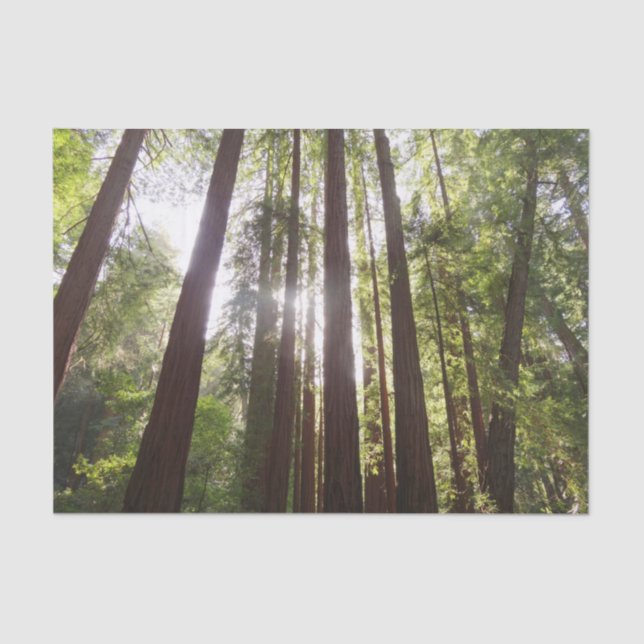 Papel De Seda Até as sequóias de manhã (Frente )