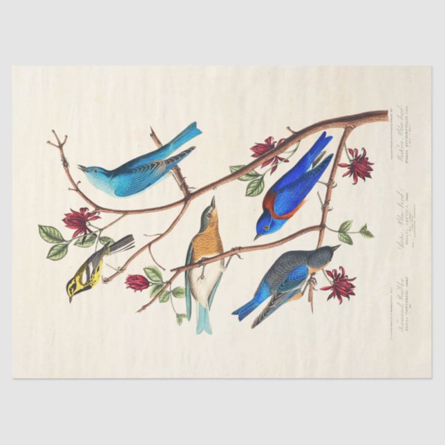 Papel De Seda Audobon Bird ephemera tissue paper (Frente )
