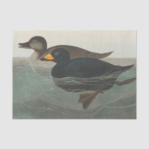Papel De Seda Audubon American Scoter Duck Classic