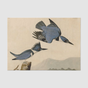 Papel De Seda Audubon Belfisher Kingfisher Wildlife Bird