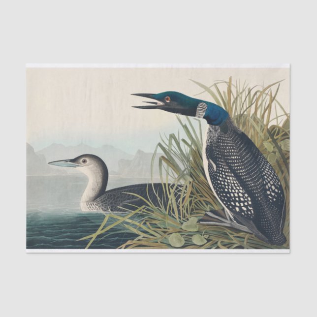 Papel De Seda Audubon Bird Loon Diver Classic (Frente )