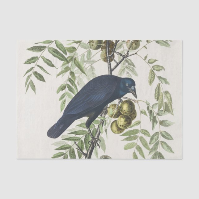 Papel De Seda Audubon Black Crow American Bird Ilustração (Frente )