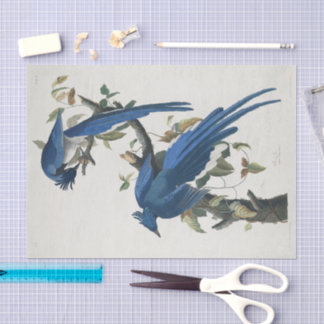 Papel De Seda Audubon Columbia Jay Black Throated Magpie Jay