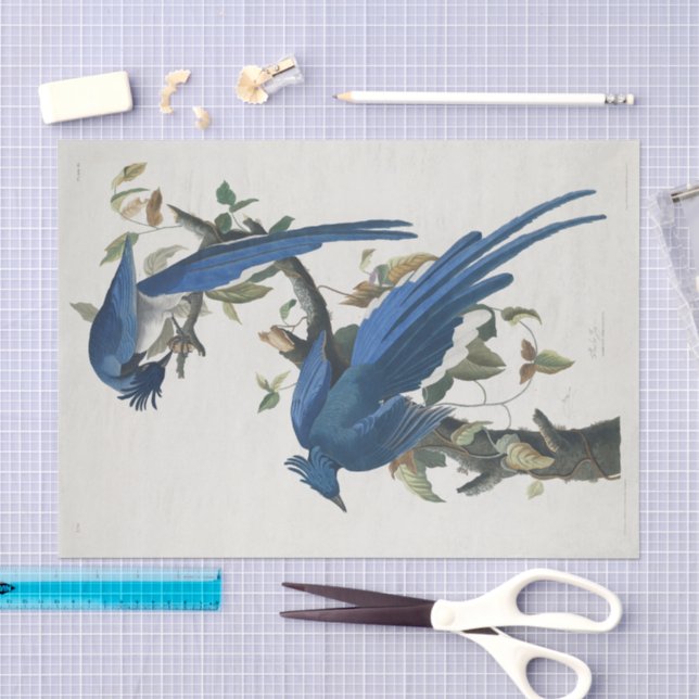 Papel De Seda Audubon Columbia Jay Black Throated Magpie Jay (Arte )