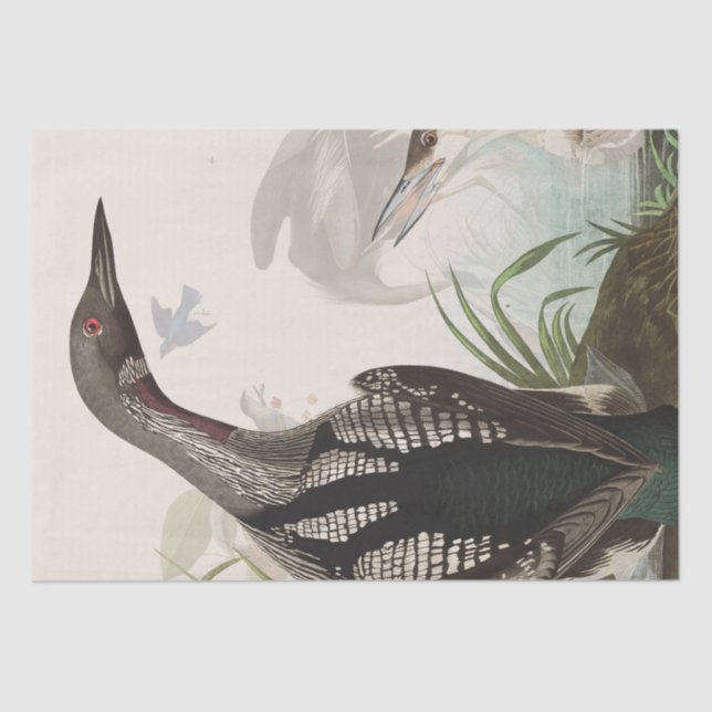Papel De Seda Audubon Loons Heron Birds Wildlife Tissue Paper (Frente )