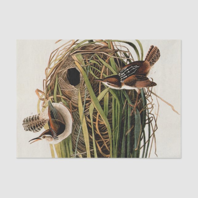 Papel De Seda Audubon Marsh Wren Bird Art (Frente )