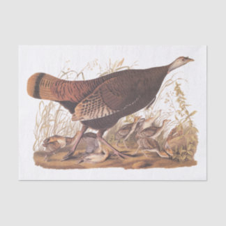 Papel De Seda Audubon Turkey Hen e Pintinhos no outono