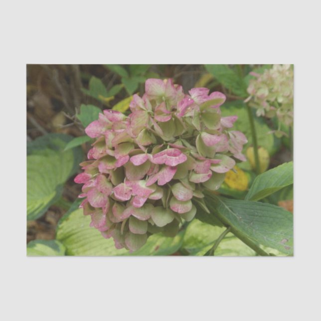 Papel De Seda Autumn Hydrangea Bloom com Ouro Hosta Leaves (Frente )