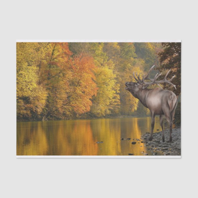 Papel De Seda Autumn River Elk (Frente )