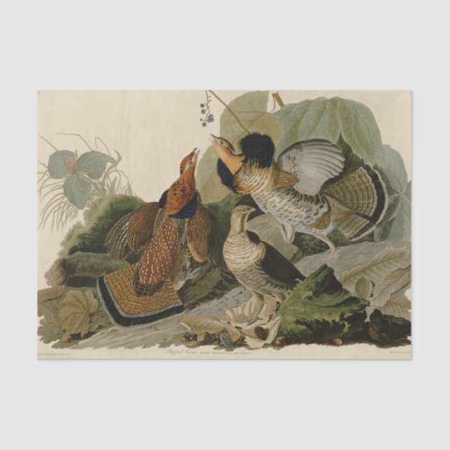 Papel De Seda Ave de Jogo de Audubon do Agrupamento Rachado (Frente )