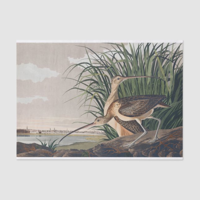 Papel De Seda Ave-do-relvado-de-bico-longo-Audubon (Frente )