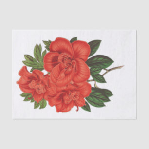 Papel De Seda Azalea (indica) Grande Duquesa, Decoupage
