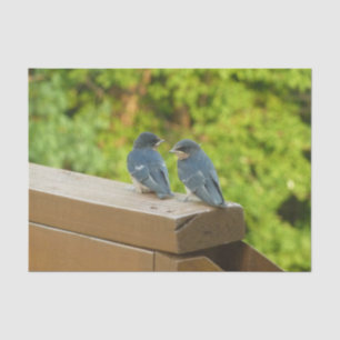 Papel De Seda Baby Barn Swallow Nature Bird Fotografia