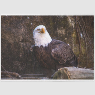 Papel De Seda Bald Eagle