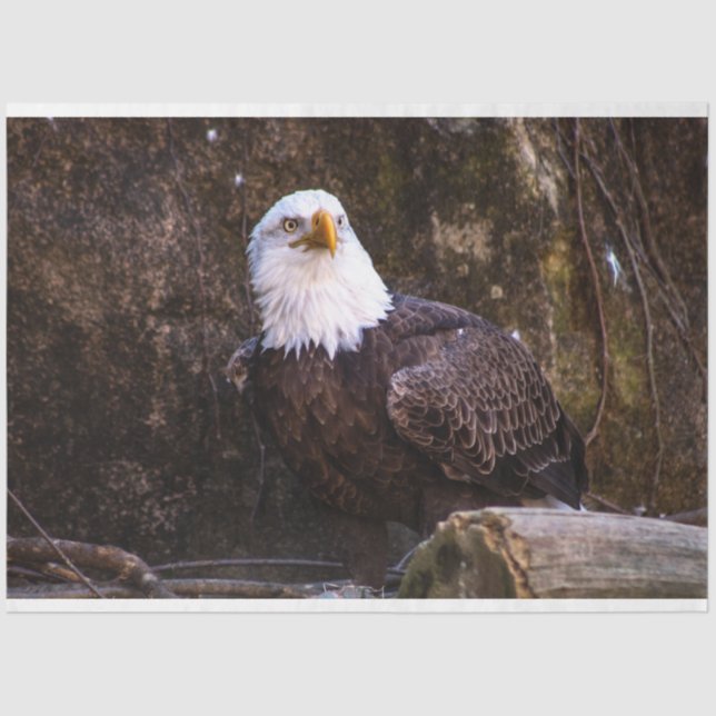 Papel De Seda Bald Eagle (Frente )