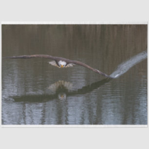 Papel De Seda Bald Eagle em Voo