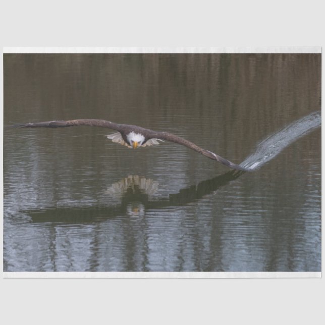 Papel De Seda Bald Eagle em Voo (Frente )