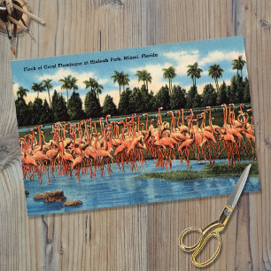 Papel De Seda Bando de Coral Flamingos em Hialeah Park Miami Fl