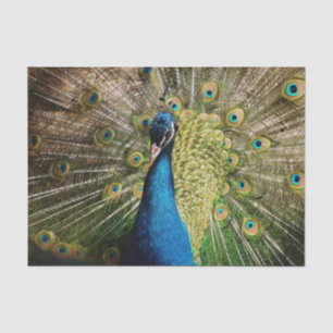 Papel De Seda Bashful Peacock