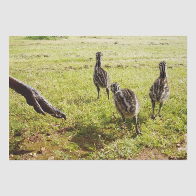 Papel De Seda Bebê Pintinhos Emu E Pé Grande, (Frente )